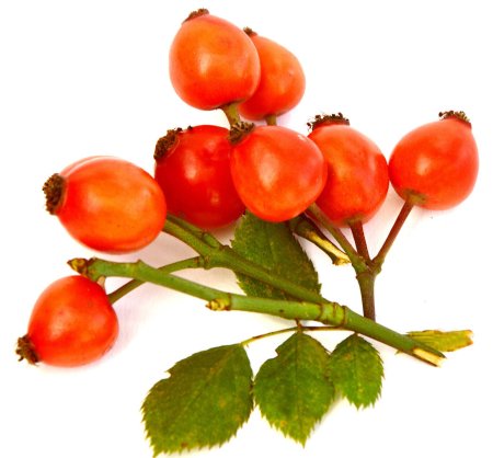 Шиповник Rosehip Joy