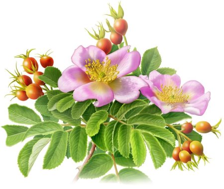Шиповник плоды
