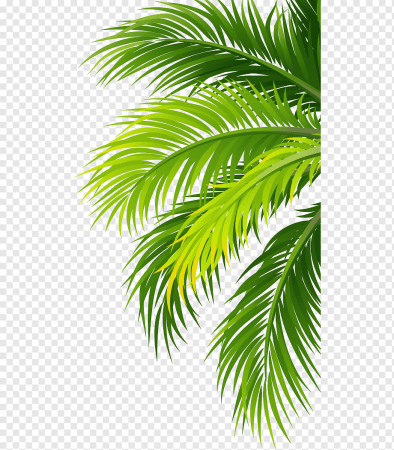 Ветка пальмы вектор (45 фото)