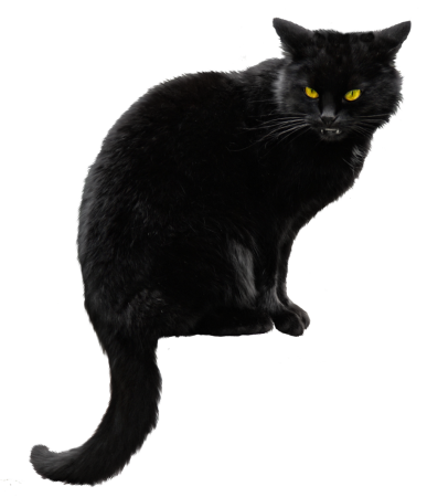 Черная кошка на прозрачном фоне