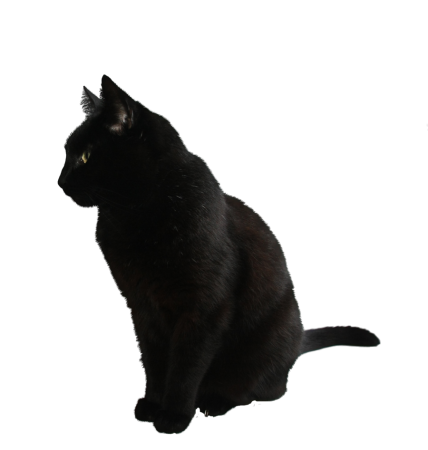 Черная кошка