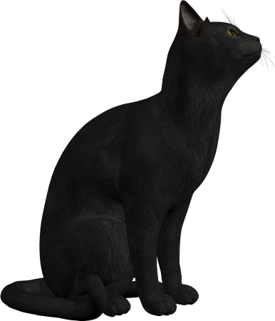 Чёрный кот