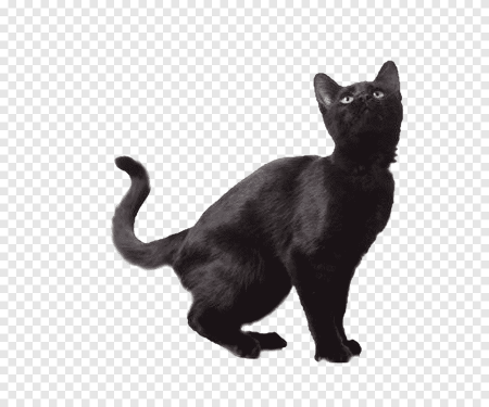 Черная кошка на белом фоне