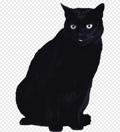 Черная кошка на прозрачном фоне