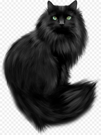 Европейская короткошерстная кошка черная