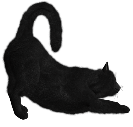 Кошка на прозрачном фоне