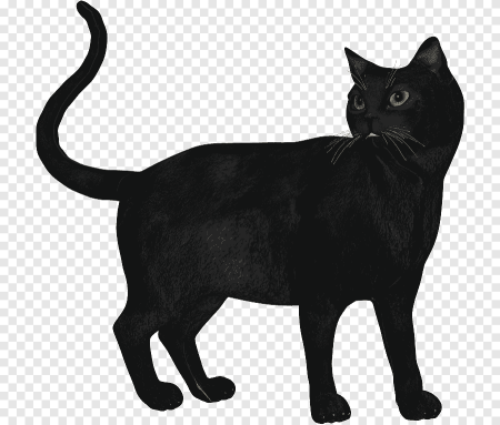 Черный котенок на прозрачном фоне