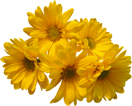 Цветына прозрачном фонен