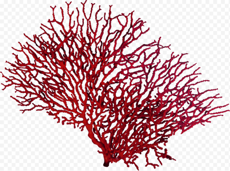 Кораллы без фона