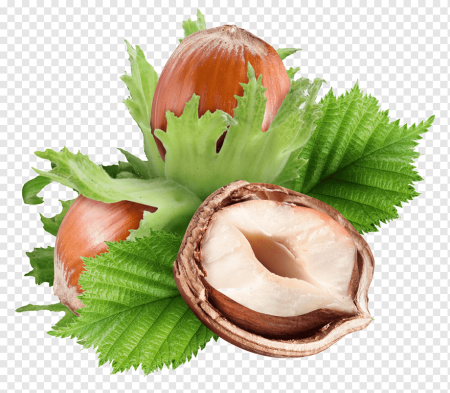 Лесной орех (Hazelnut)