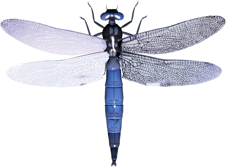 Anax Parthenope (Selys, 1839) - Стрекозы.