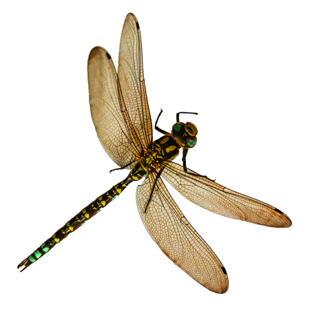 Aeshna subarctica