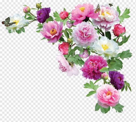 Subshrubby Peony Flower