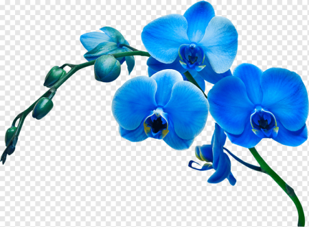 Blue ribbon фаленопсис