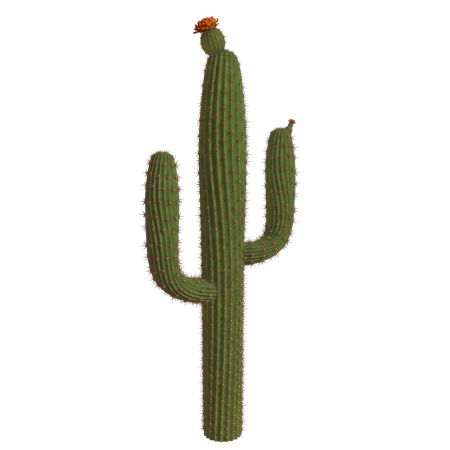 Большие кактусы