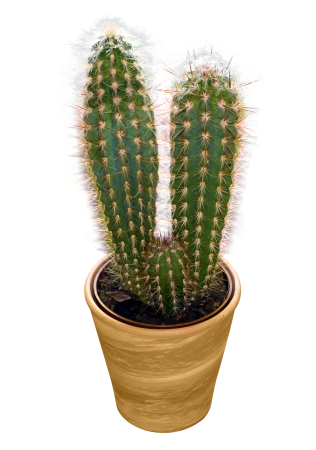 Кактусовые Cactaceae