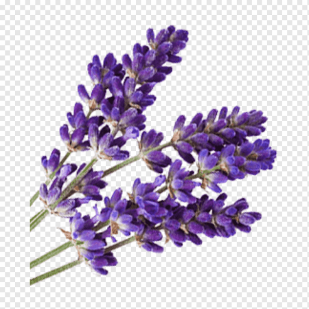 Ветка шалфея