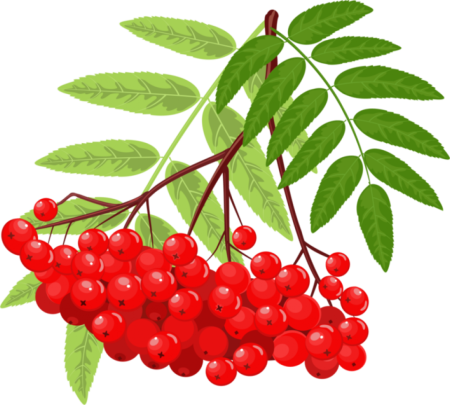 Калина красная Рябиновая веточка