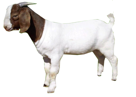 Морда козла