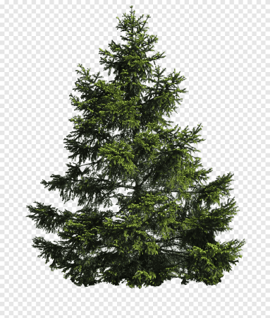 Елка Imperial Tree Longneedle Pine