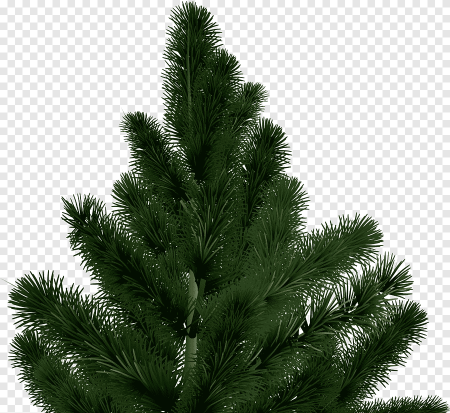 Ель сбоку