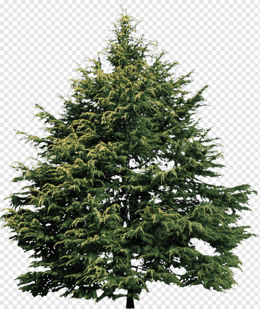 Елка Annapolis fir Tree