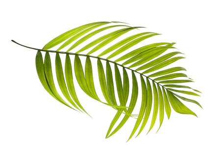 Листья пальмы вектор (44 фото)