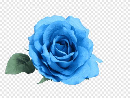 Синие цветы вектор (49 фото)
