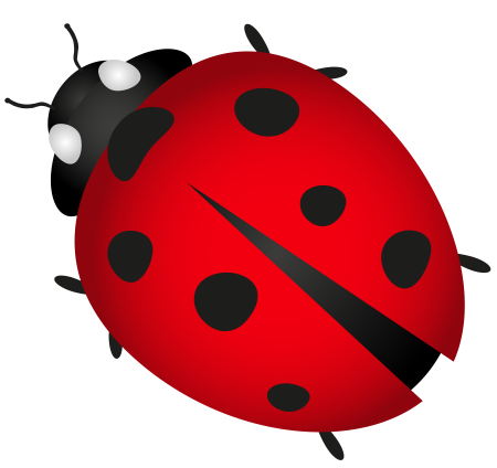Леди баг Божья коровка