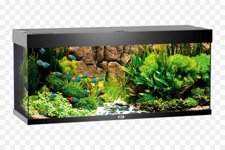Juwel Rio 240
