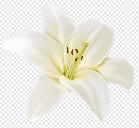 Белые лилии на прозрачном фоне