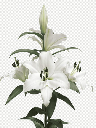 Lilium pensylvanicum