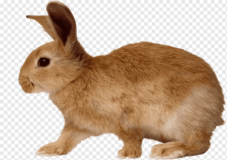Рэббит заяц