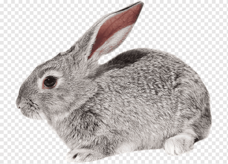 Кролик с боку