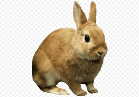 Кролик клипарт