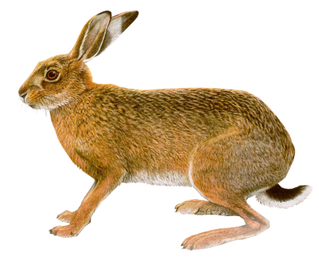 Коричневый кролик