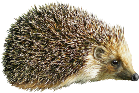 Ежик для детей