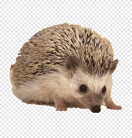 Ежи для детей