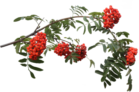 Веточка Рябинки