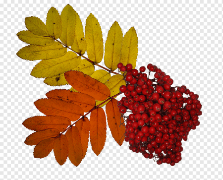 Sorbus aucuparia лист