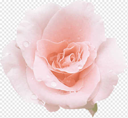 Вайт Пинк White Pink роза