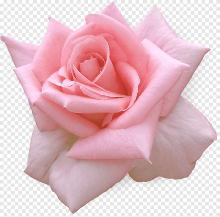 Розовые розы