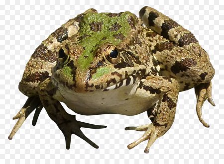 Жаба без фона