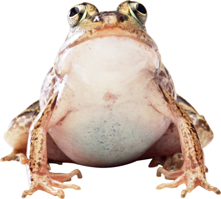 Big toad лягушка
