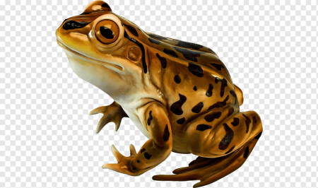 Лягушка сбоку