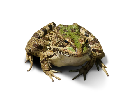 Лягушка на белом фоне
