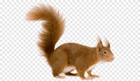 Белка PNG