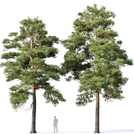 SPEEDTREE Pinus Sylvestris