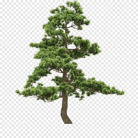 Елка Annapolis fir Tree
