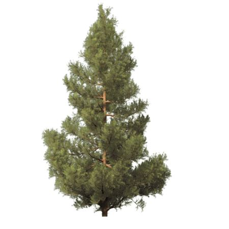 Сосна без фона